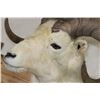 Image 7 : Big DALL SHEEP Shoulder Mount