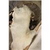 Image 8 : Big DALL SHEEP Shoulder Mount