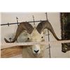 Image 9 : Big DALL SHEEP Shoulder Mount
