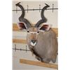 Image 1 : KUDU Shoulder Mount