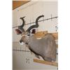 Image 4 : KUDU Shoulder Mount