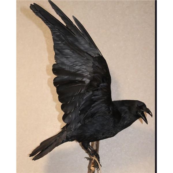 *Rarely Seen* XXL Life-sized CARRION CROW on a Branch Wall Hanging Base