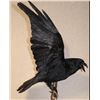 Image 1 : *Rarely Seen* XXL Life-sized CARRION CROW on a Branch Wall Hanging Base