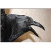 Image 2 : *Rarely Seen* XXL Life-sized CARRION CROW on a Branch Wall Hanging Base