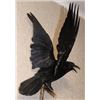 Image 3 : *Rarely Seen* XXL Life-sized CARRION CROW on a Branch Wall Hanging Base
