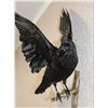 Image 4 : *Rarely Seen* XXL Life-sized CARRION CROW on a Branch Wall Hanging Base