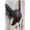 Image 5 : *Rarely Seen* XXL Life-sized CARRION CROW on a Branch Wall Hanging Base