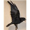 Image 6 : *Rarely Seen* XXL Life-sized CARRION CROW on a Branch Wall Hanging Base