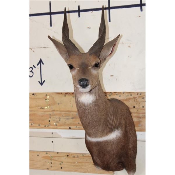 BUSHBUCK Shoulder Mount