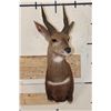 Image 2 : BUSHBUCK Shoulder Mount