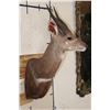 Image 3 : BUSHBUCK Shoulder Mount
