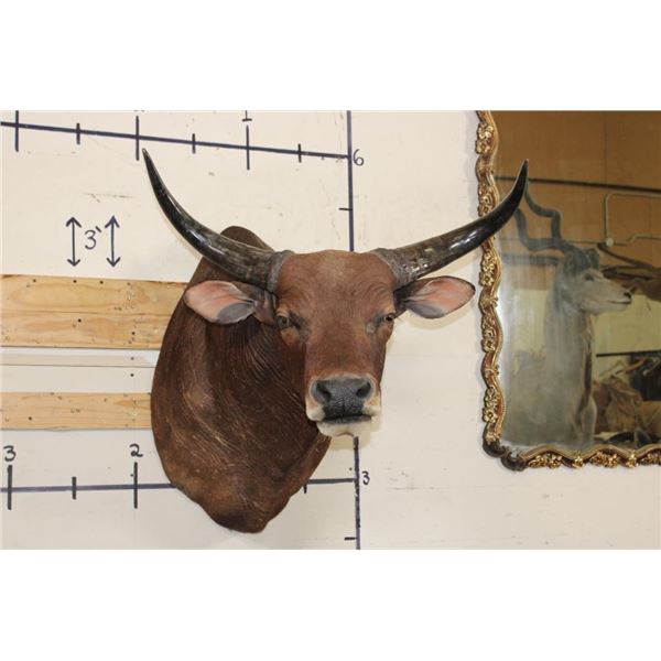 *TEXAS RESIDENTS ONLY* BANTENG Shoulder Mount