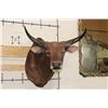 Image 1 : *TEXAS RESIDENTS ONLY* BANTENG Shoulder Mount