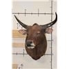 Image 2 : *TEXAS RESIDENTS ONLY* BANTENG Shoulder Mount