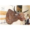 Image 4 : *TEXAS RESIDENTS ONLY* BANTENG Shoulder Mount