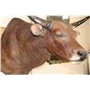 Image 5 : *TEXAS RESIDENTS ONLY* BANTENG Shoulder Mount