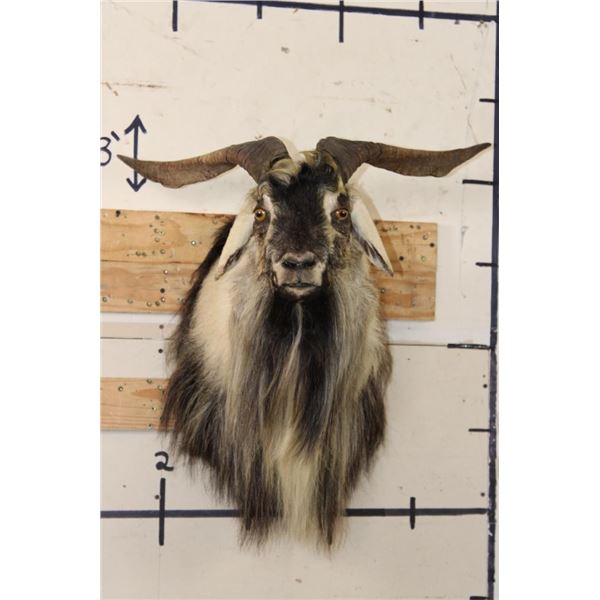 CATALINA GOAT Shoulder Mount