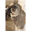 Image 11 : ARAPAWA SHEEP Ram Shoulder Mount