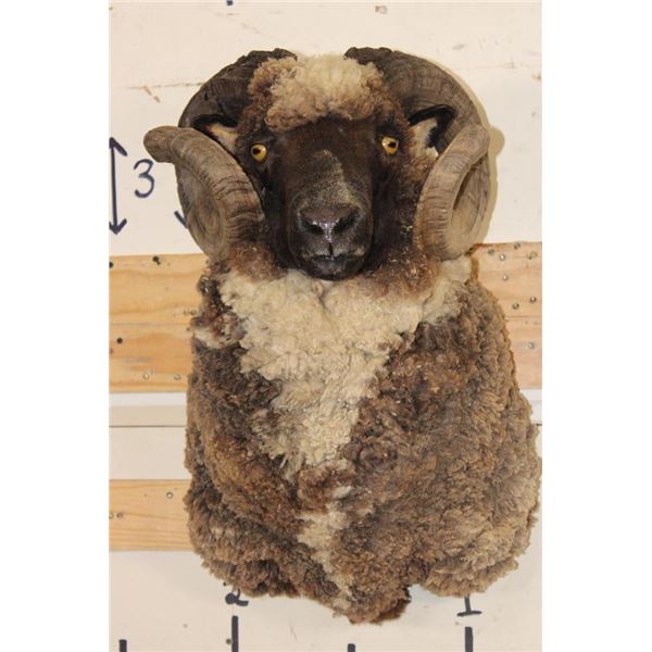 ARAPAWA SHEEP Ram Shoulder Mount