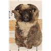 Image 1 : ARAPAWA SHEEP Ram Shoulder Mount