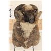 Image 2 : ARAPAWA SHEEP Ram Shoulder Mount