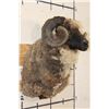 Image 3 : ARAPAWA SHEEP Ram Shoulder Mount