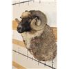 Image 4 : ARAPAWA SHEEP Ram Shoulder Mount
