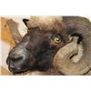 Image 5 : ARAPAWA SHEEP Ram Shoulder Mount