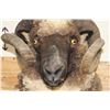 Image 6 : ARAPAWA SHEEP Ram Shoulder Mount