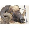 Image 7 : ARAPAWA SHEEP Ram Shoulder Mount