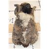 Image 8 : ARAPAWA SHEEP Ram Shoulder Mount