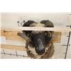 Image 9 : ARAPAWA SHEEP Ram Shoulder Mount