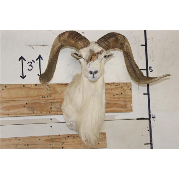 TEXAS DALL SHEEP with Freak Horn Deformity growing from its Face!