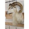 Image 3 : TEXAS DALL SHEEP with Freak Horn Deformity growing from its Face!