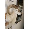 Image 4 : TEXAS DALL SHEEP with Freak Horn Deformity growing from its Face!