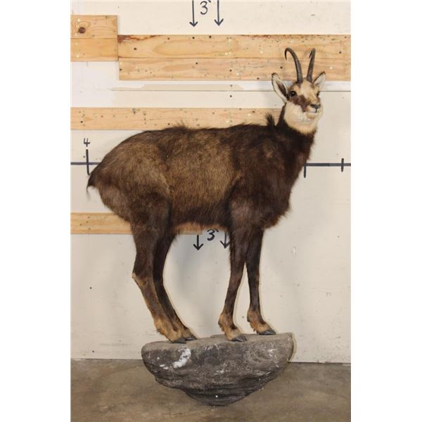 Life-sized CHAMOIS on a Light Weight Wall Hanging Base
