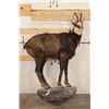 Image 1 : Life-sized CHAMOIS on a Light Weight Wall Hanging Base