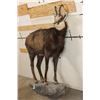 Image 2 : Life-sized CHAMOIS on a Light Weight Wall Hanging Base