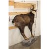 Image 3 : Life-sized CHAMOIS on a Light Weight Wall Hanging Base