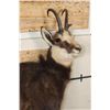 Image 4 : Life-sized CHAMOIS on a Light Weight Wall Hanging Base