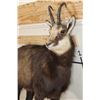 Image 5 : Life-sized CHAMOIS on a Light Weight Wall Hanging Base