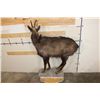 Image 7 : Life-sized CHAMOIS on a Light Weight Wall Hanging Base