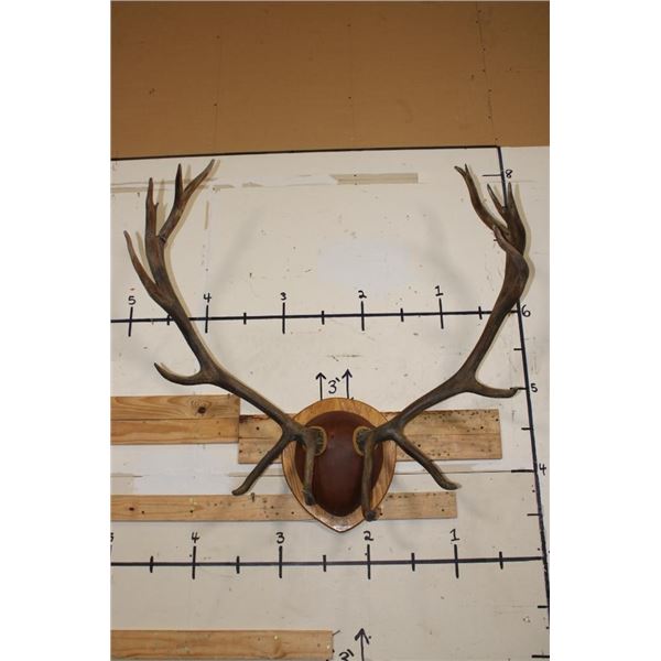 XXL 17-Point ELK Rack mounted on a Wooden Plaque