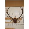 Image 1 : XXL 17-Point ELK Rack mounted on a Wooden Plaque