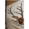 Image 2 : XXL 17-Point ELK Rack mounted on a Wooden Plaque