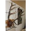 Image 3 : XXL 17-Point ELK Rack mounted on a Wooden Plaque