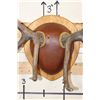 Image 4 : XXL 17-Point ELK Rack mounted on a Wooden Plaque