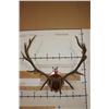 Image 5 : XXL 17-Point ELK Rack mounted on a Wooden Plaque