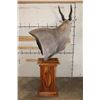Image 11 : *Incredible* ELAND Pedestal Mount with a Sheesham Wood Pedestal