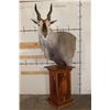 Image 1 : *Incredible* ELAND Pedestal Mount with a Sheesham Wood Pedestal